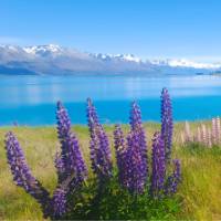 Tekapo is a hot spot for Lupins | Brian