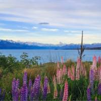 Tekapo is a hot spot for Lupins | Brian