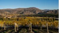 Taste one of the many Bannockburn wines |  <i>Suellen Boag</i>